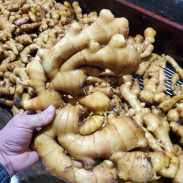 精品大黄姜，产地直供，质量保证，坏烂包赔，全国发货