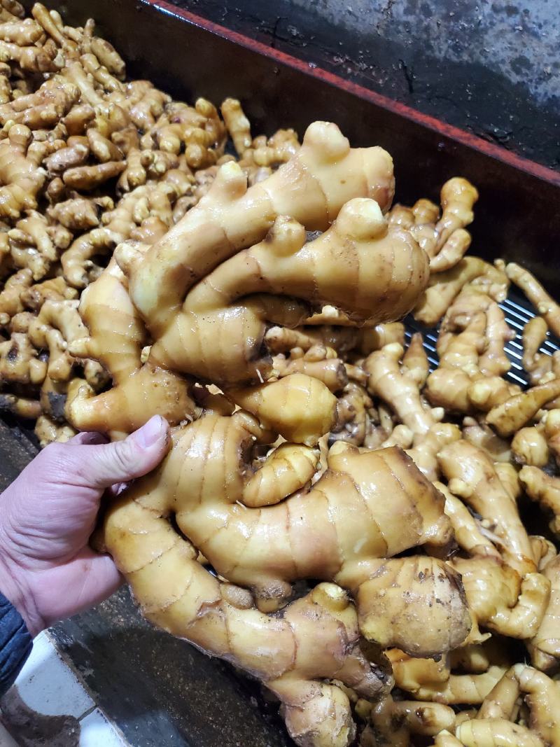 精品大黄姜，产地直供，质量保证，坏烂包赔，全国发货
