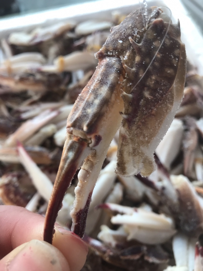 梭子蟹腿，小梭子蟹蟹钳，大号梭子蟹蟹腿麻辣，可以生呛