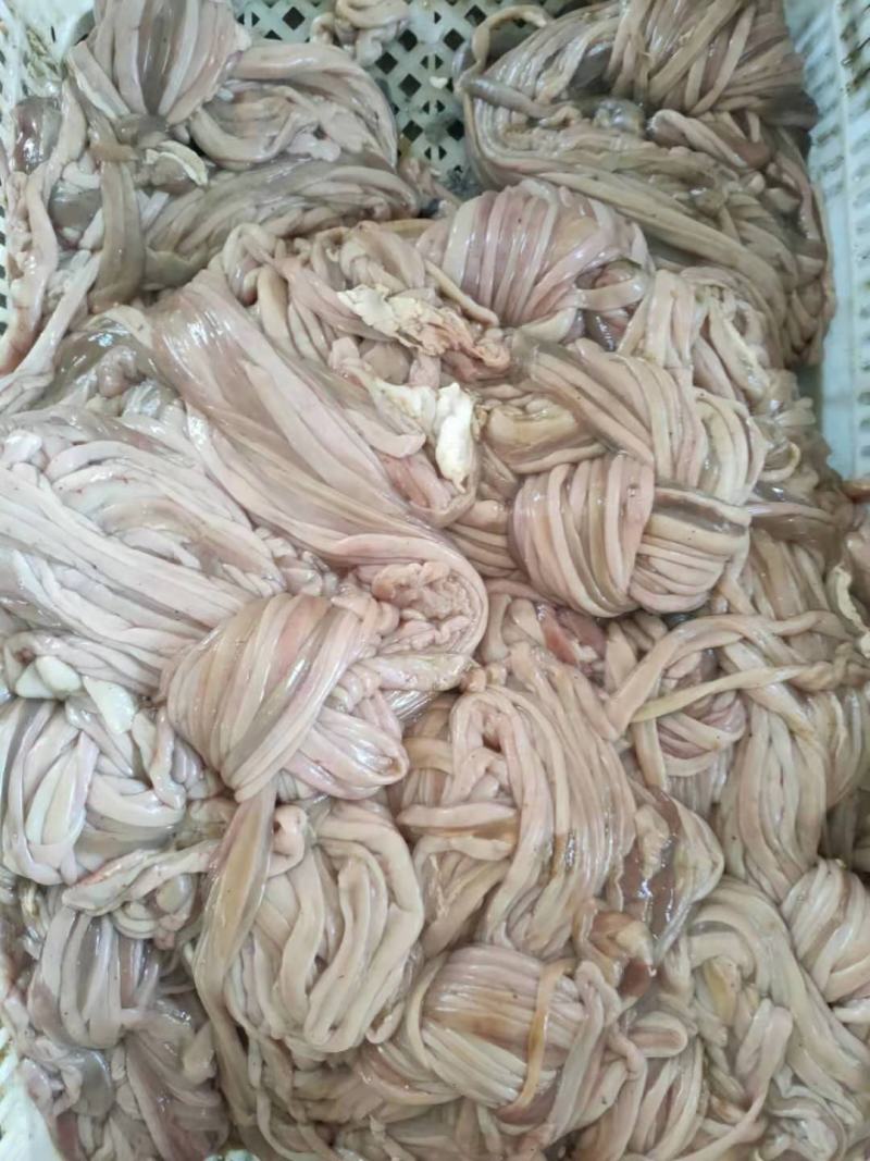 羊副产品新鲜屠宰场羊小肠有大口径一般口径！需要的老板