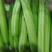 一件代发新鲜黄花菜现摘现发包邮到家专业酒店供应特菜