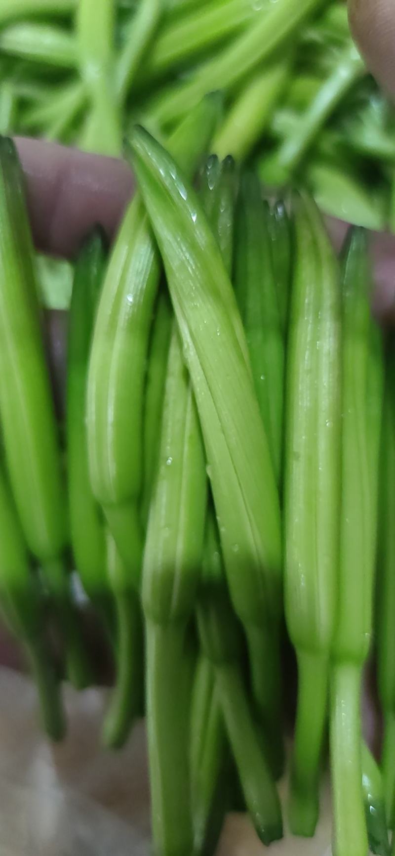 一件代发新鲜黄花菜现摘现发包邮到家专业酒店供应特菜