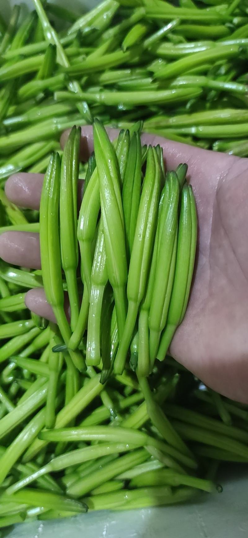 一件代发新鲜黄花菜现摘现发包邮到家专业酒店供应特菜