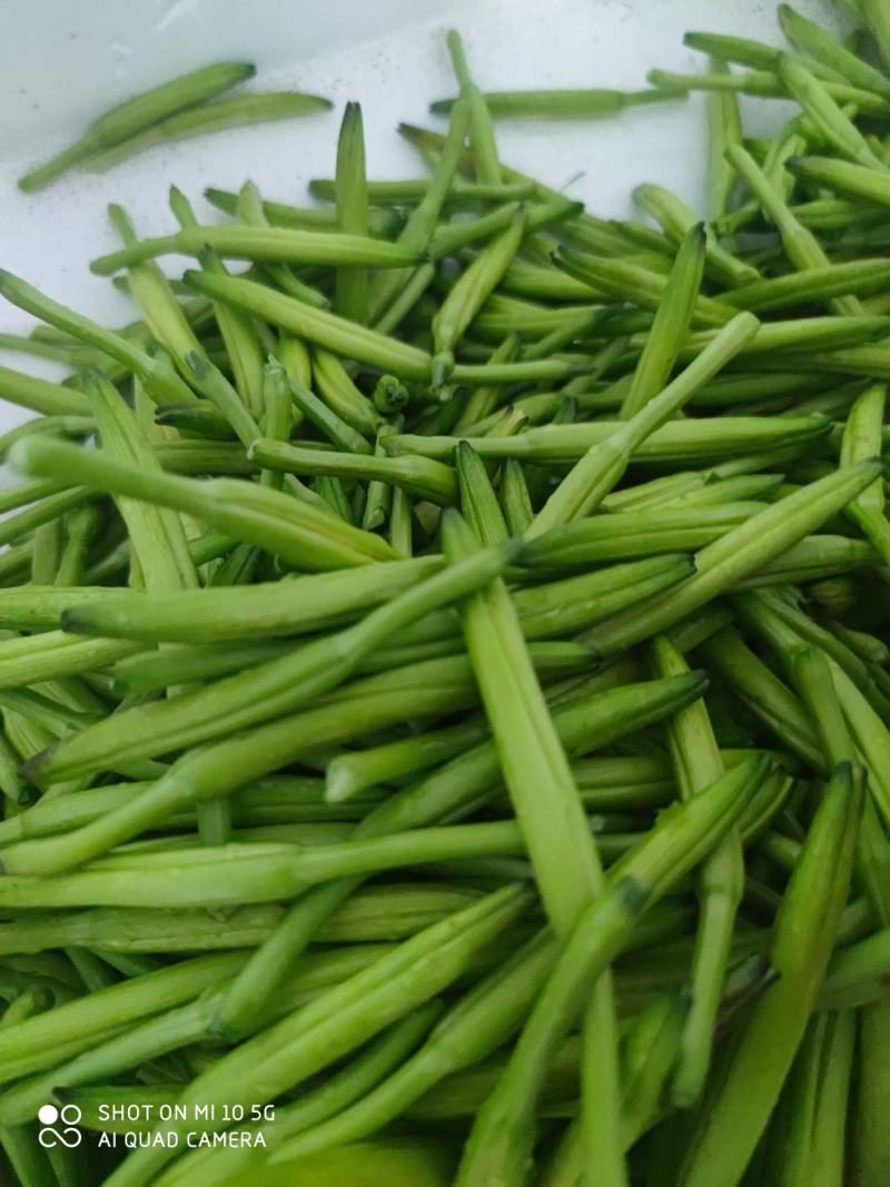 一件代发新鲜黄花菜现摘现发包邮到家专业酒店供应特菜