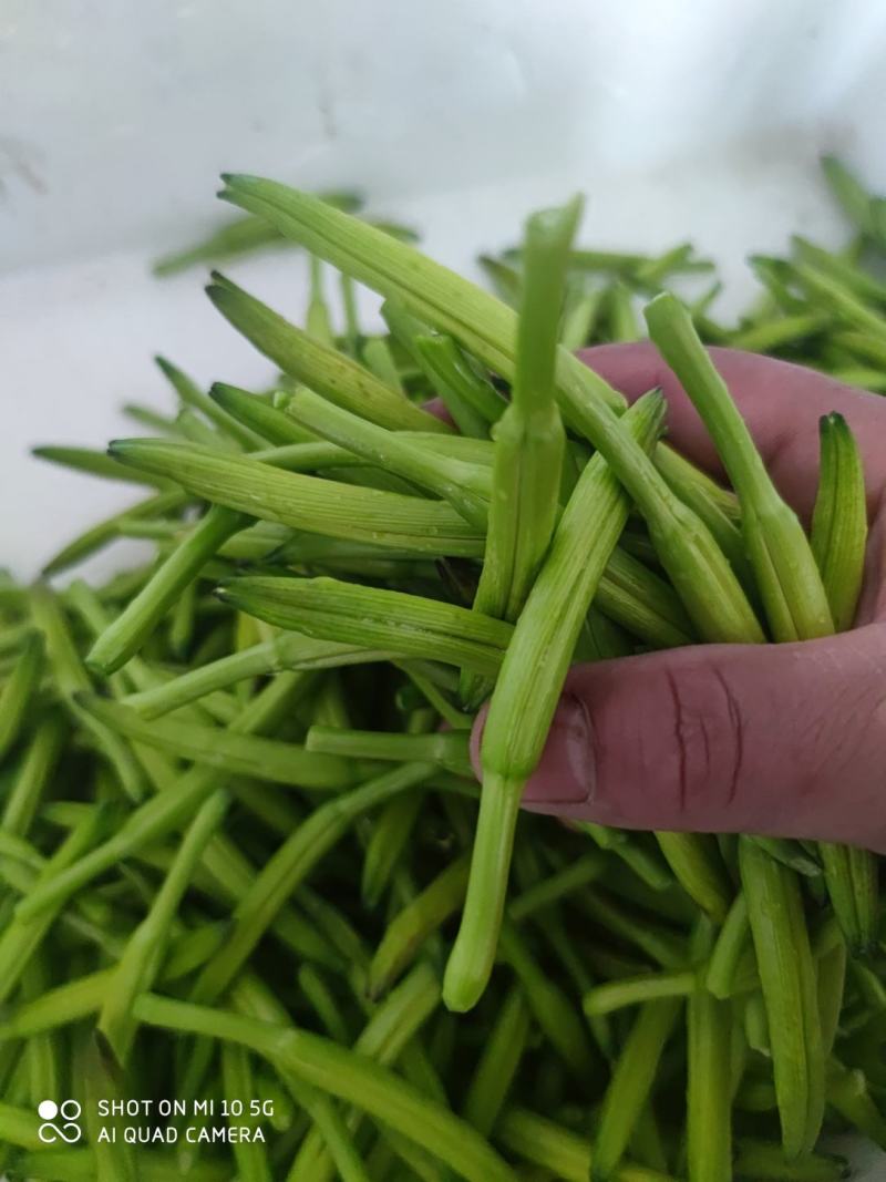 一件代发新鲜黄花菜现摘现发包邮到家专业酒店供应特菜