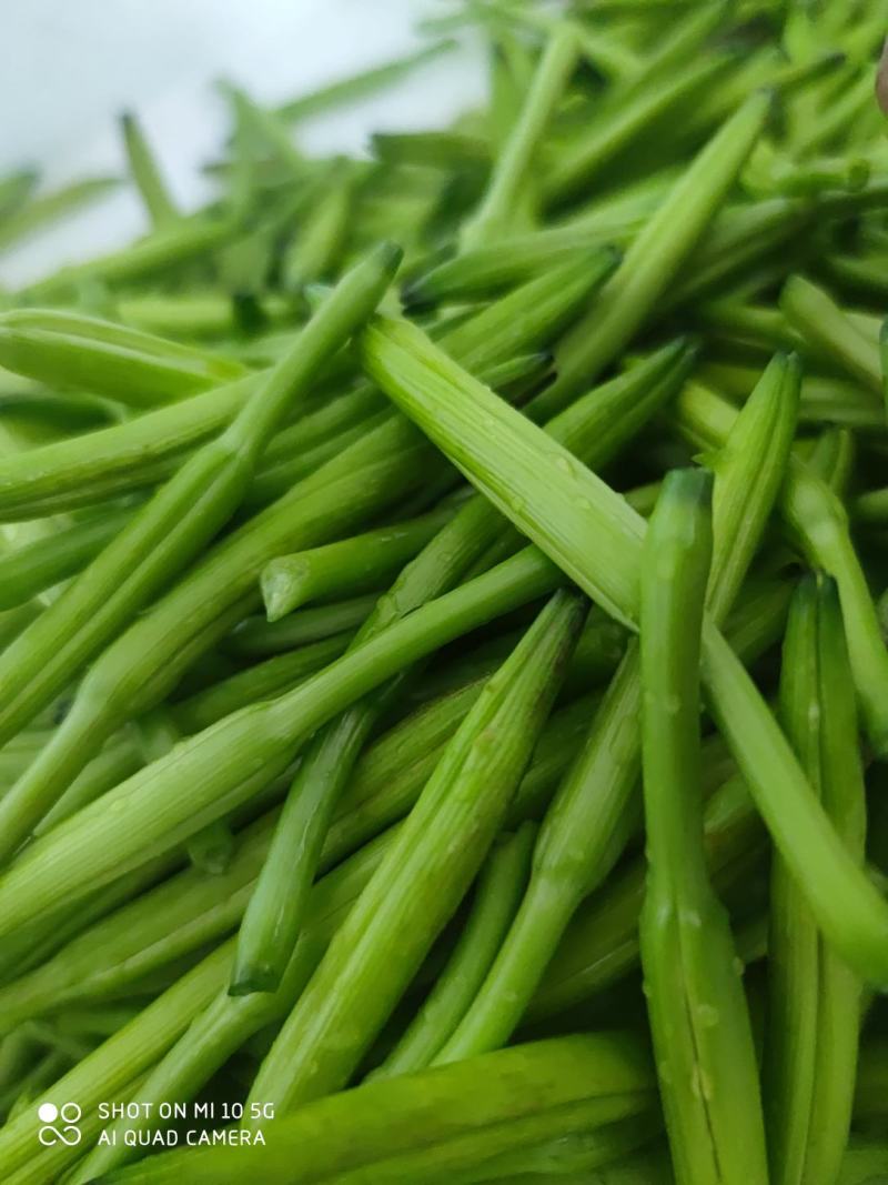 一件代发新鲜黄花菜现摘现发包邮到家专业酒店供应特菜