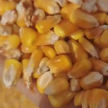 干玉米粒进口货源色泽靓丽霉变率低手续齐全
