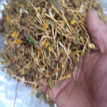 野生花一般