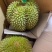榴莲A级果日供五到六万斤市场采购商电商可接验货