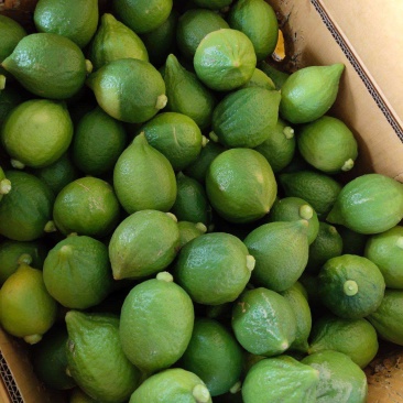 自营100亩广东四季香水柠檬，香味浓郁，茶饮好帮手！