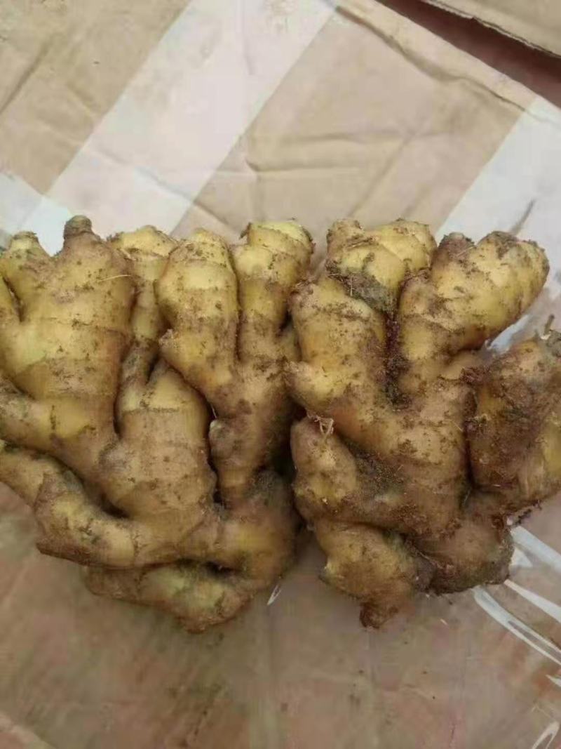 精品小黄姜货真价实，产地直供，保证质量，全国发货