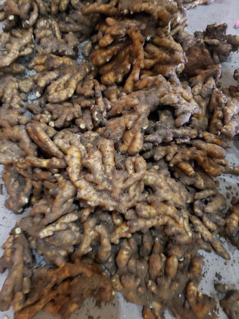 精品小黄姜货真价实，产地直供，保证质量，全国发货