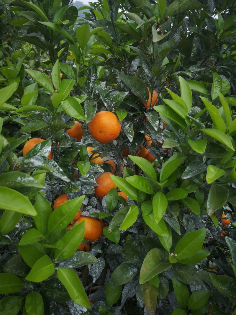广西水果新鲜水果茂谷柑代收代办代发