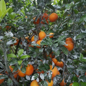 广西水果新鲜水果茂谷柑代收代办代发