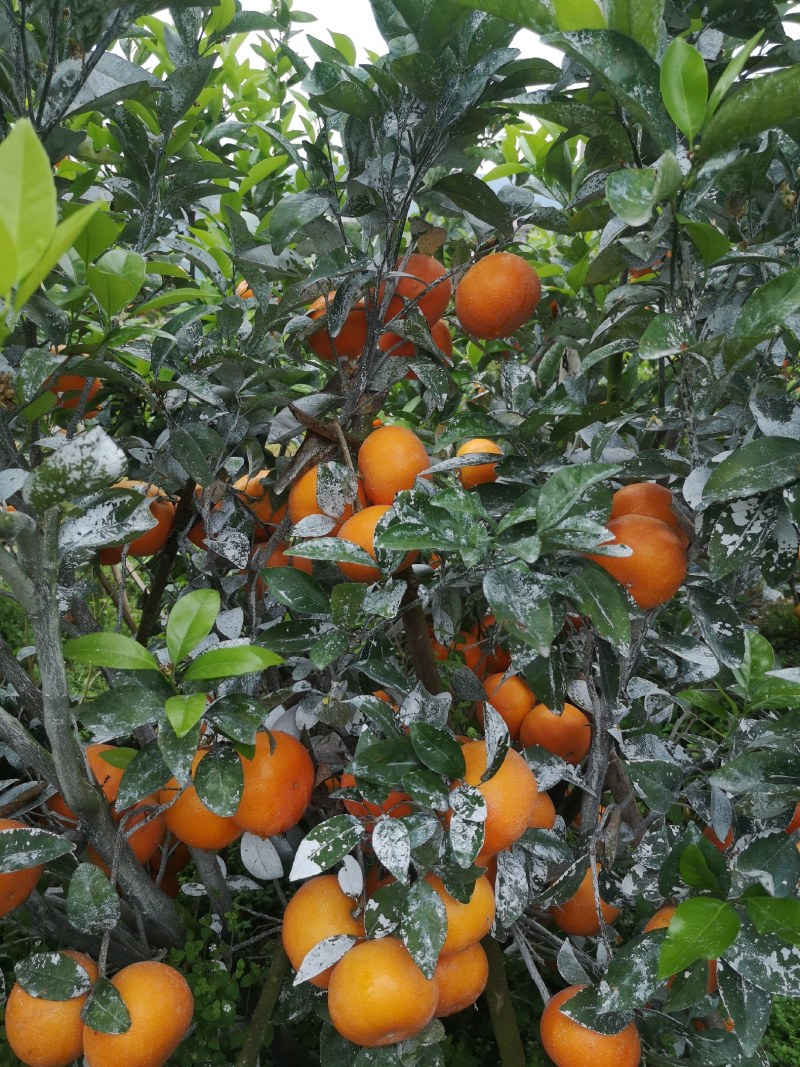 广西水果新鲜水果茂谷柑代收代办代发