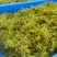 藤茶莓茶苗预栽苗有根须有根须存活率高当年有收益