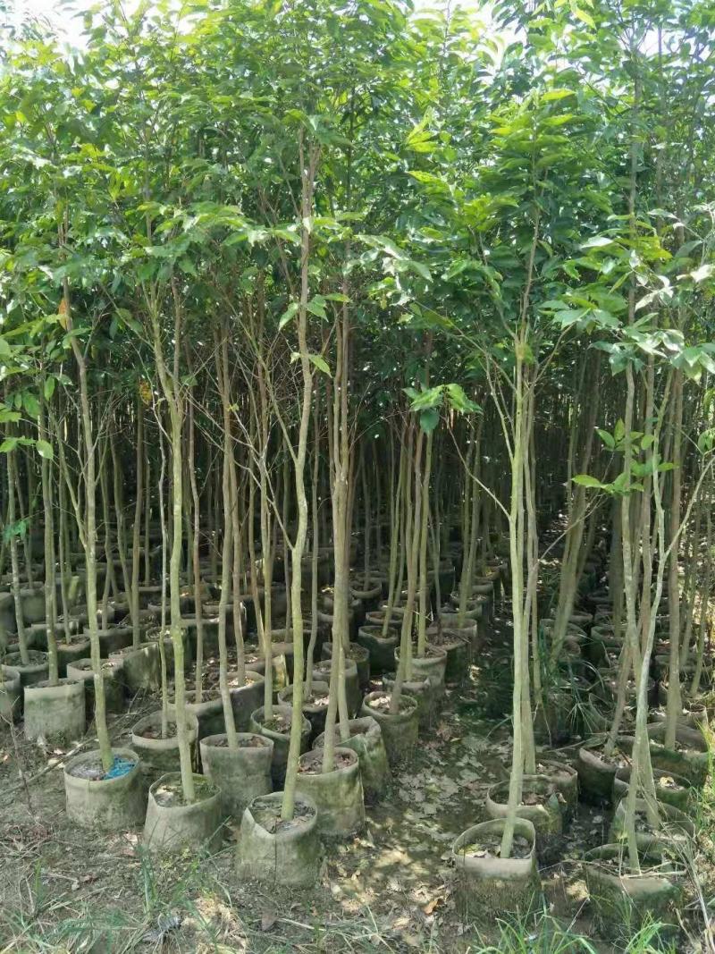 沉香布袋中树