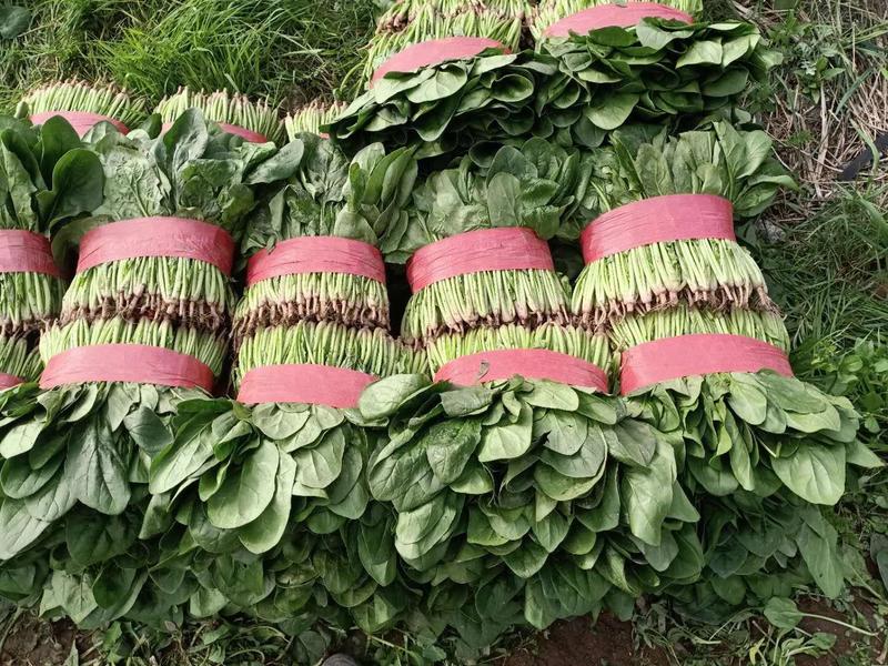 青海高原大叶菠菜，大量上市中价格美丽欢迎咨询
