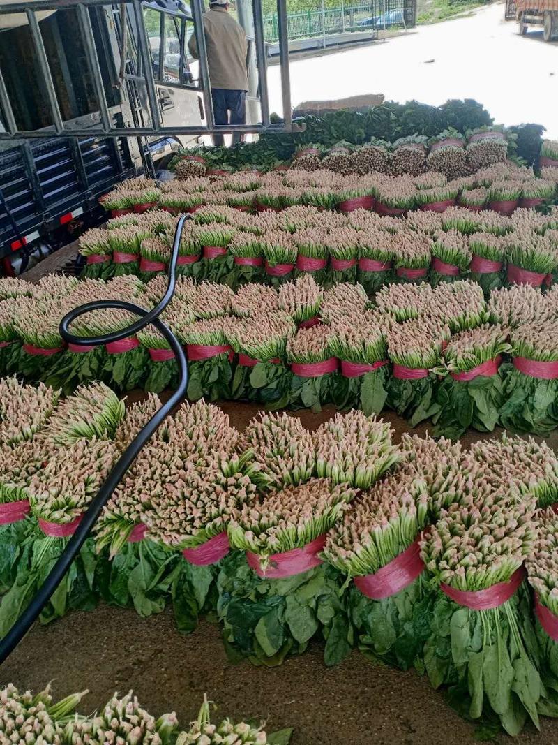 青海高原大叶菠菜，大量上市中价格美丽欢迎咨询