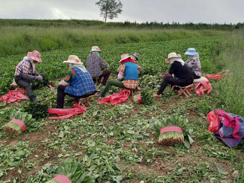 青海高原大叶菠菜，大量上市中价格美丽欢迎咨询