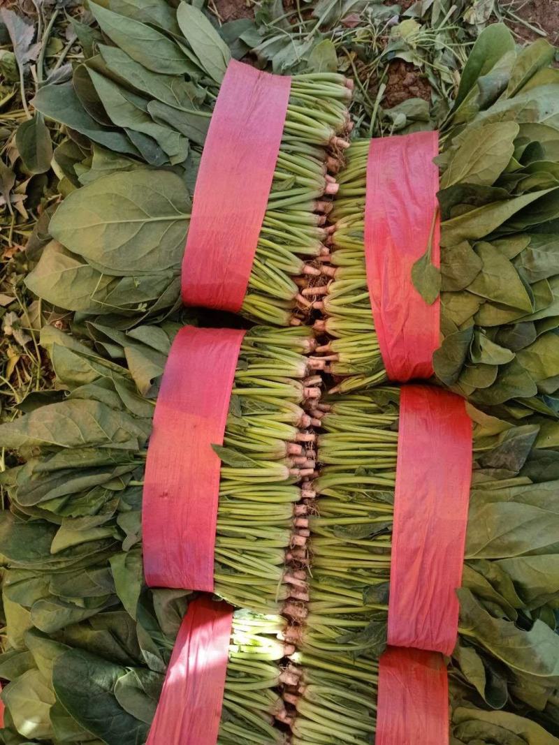 青海高原大叶菠菜，大量上市中价格美丽欢迎咨询