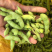 广西绿宝石毛豆新鲜大量上市