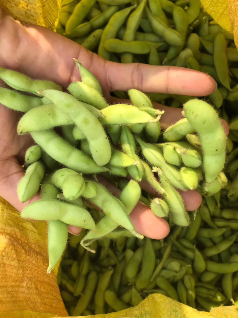 广西绿宝石毛豆新鲜大量上市