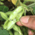 广西绿宝石毛豆新鲜大量上市