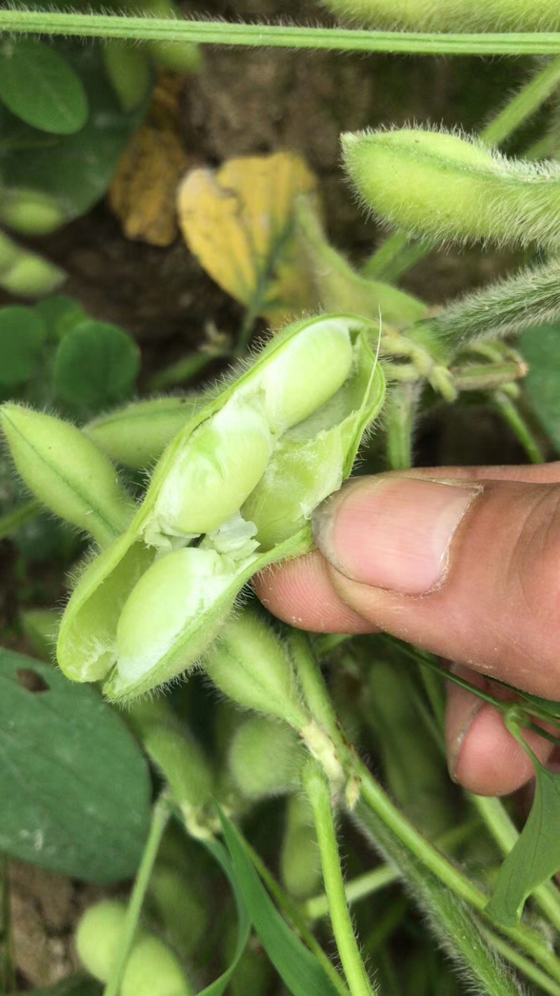 广西绿宝石毛豆新鲜大量上市