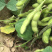 广西绿宝石毛豆新鲜大量上市