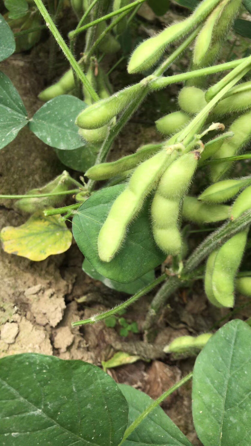 广西绿宝石毛豆新鲜大量上市