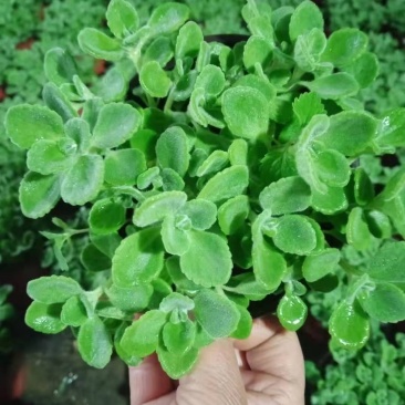 碰碰香绿植价格低，质量好，自家种植，量大欢迎询价