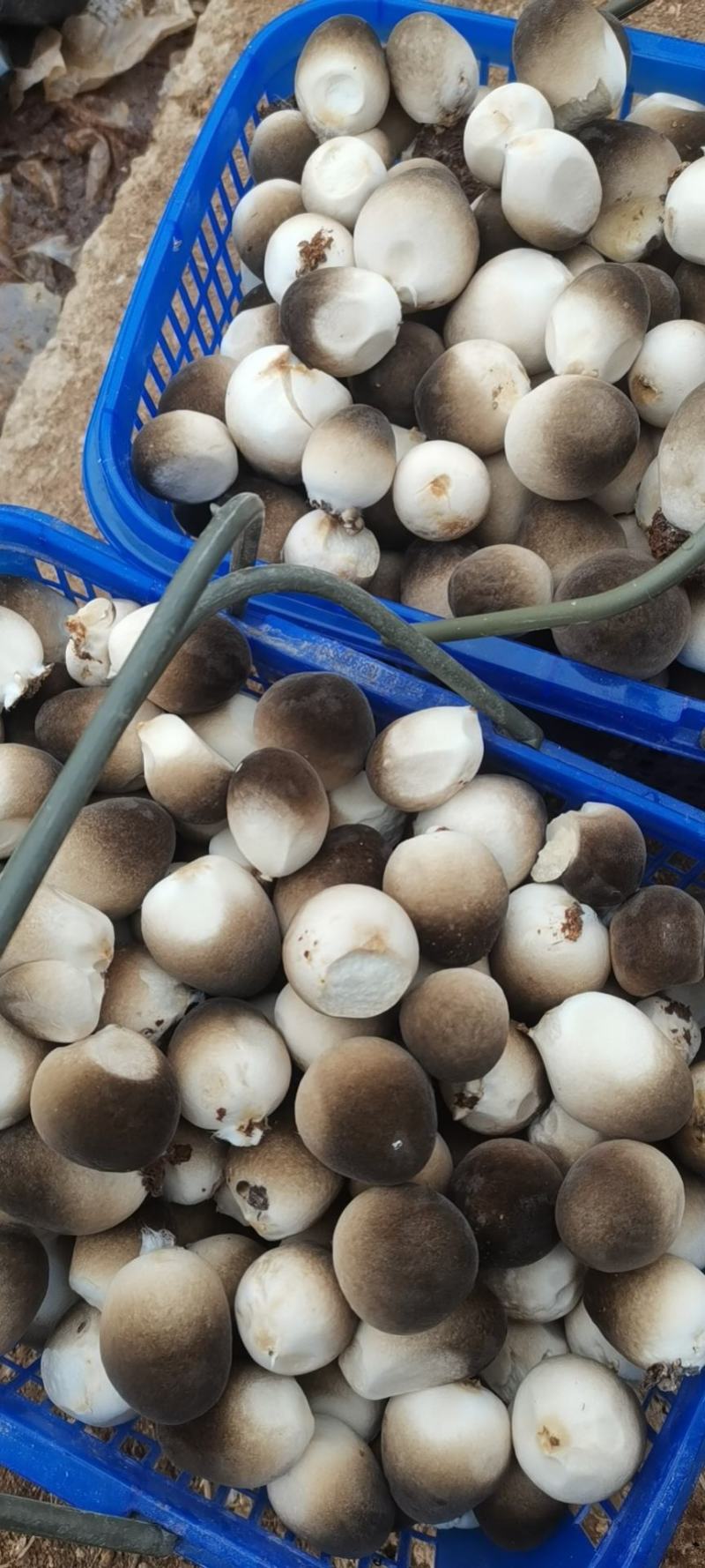 鲜草菇