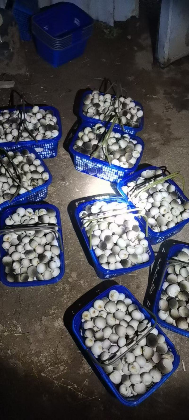 鲜草菇