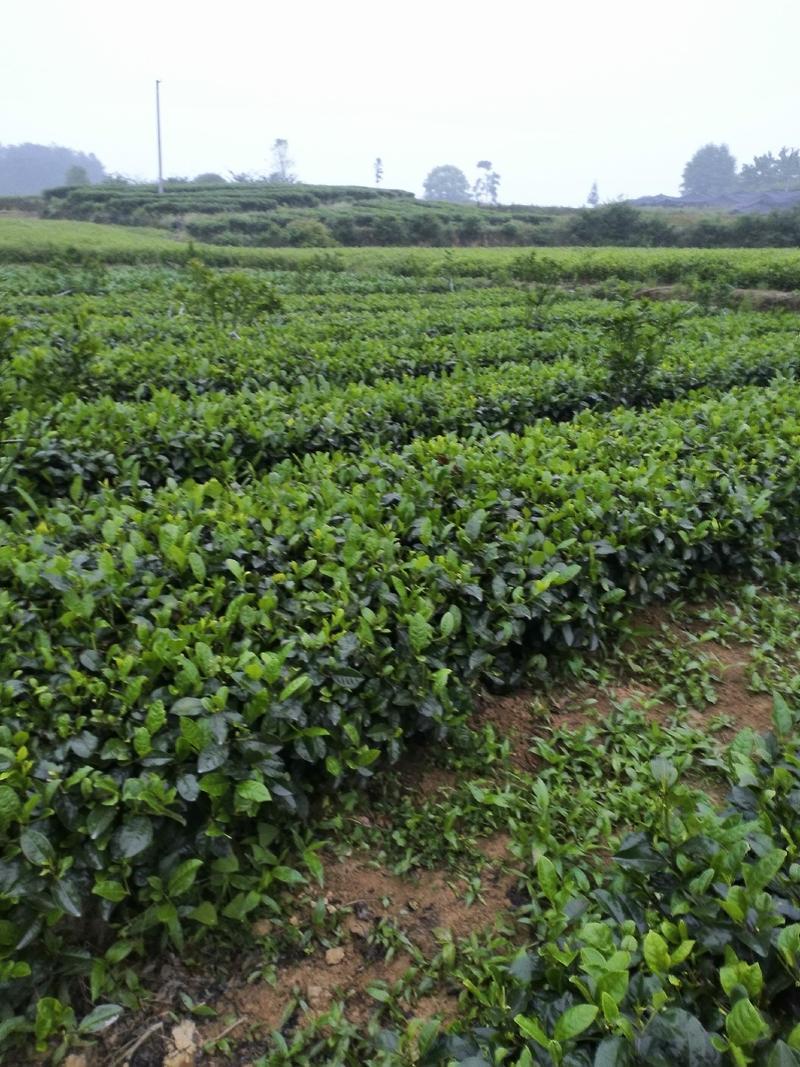 梅赞茶苗，绿化茶苗，红茶原料，产地直销量大从优