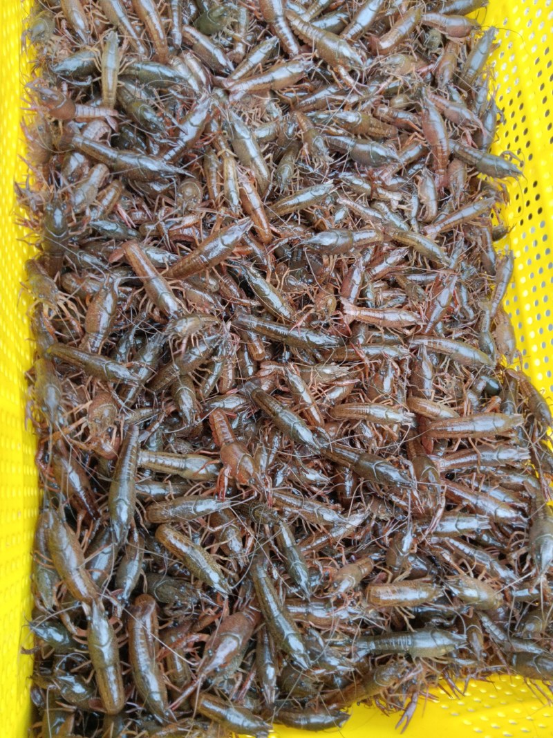 虾苗