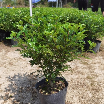 胡椒木清香木黑杯漳州精品