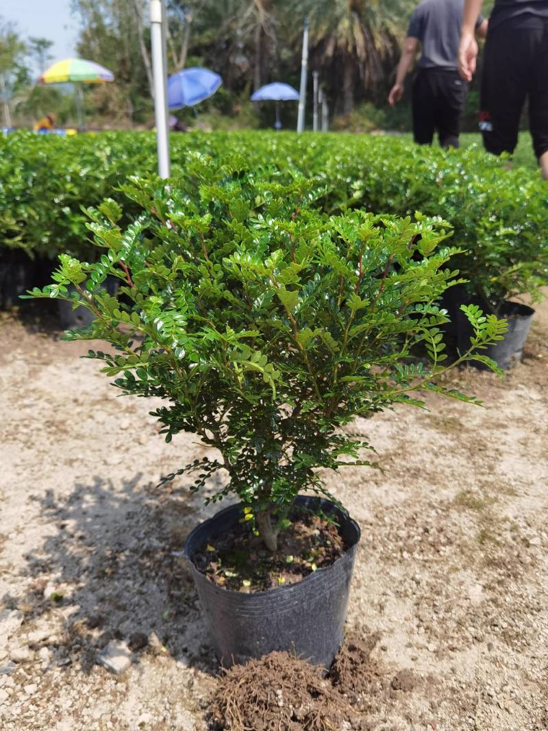 胡椒木清香木黑杯漳州精品
