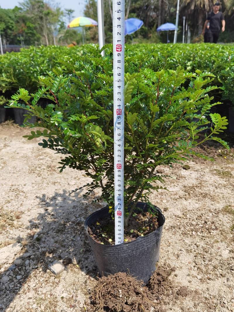 胡椒木清香木黑杯漳州精品