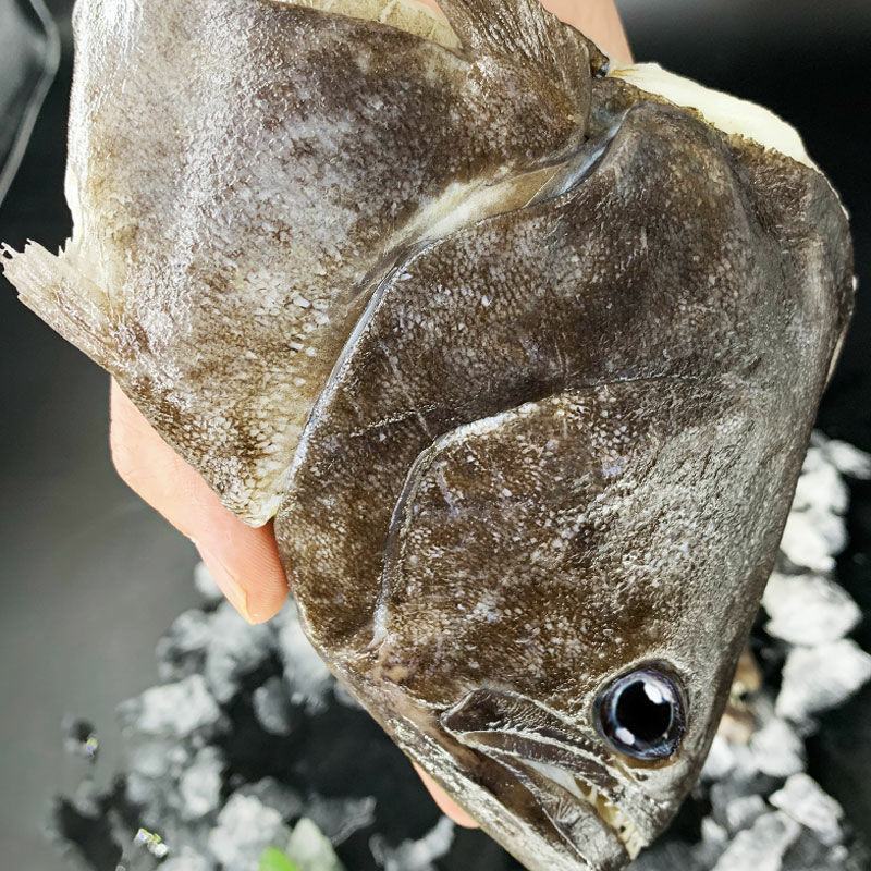 鲽鱼头新鲜特大碟鱼头比目鱼鸦片鱼头冷冻偏口鱼深海超大鱼头