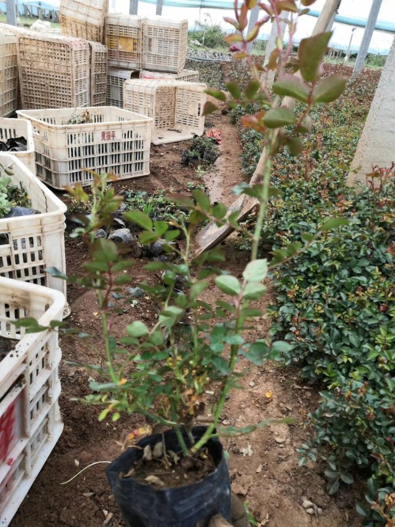 微型月季，月季，小型月季，基地直供，现货供应可视频看货