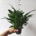 120规格多花美酒白掌盆栽盆景，