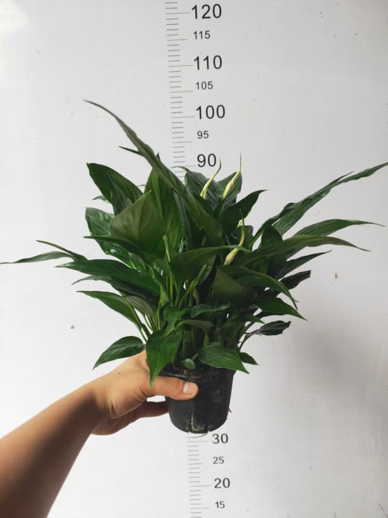120规格多花美酒白掌盆栽盆景，