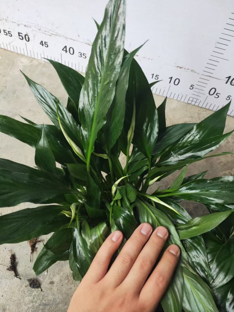 120规格多花美酒白掌盆栽盆景，