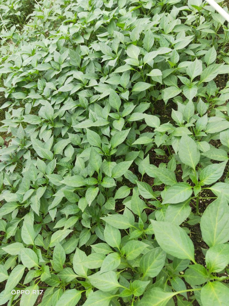 朝天椒（小米辣）高产抗病能力强辣味浓果尖细长