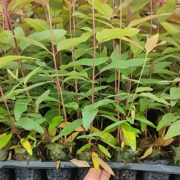 桉树苗东门27号28号26号29号广州1号成品瓶苗枝条