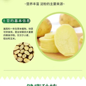 土豆滕州大棚荷兰十五，沃土，v7百分之六去称无装箱费用