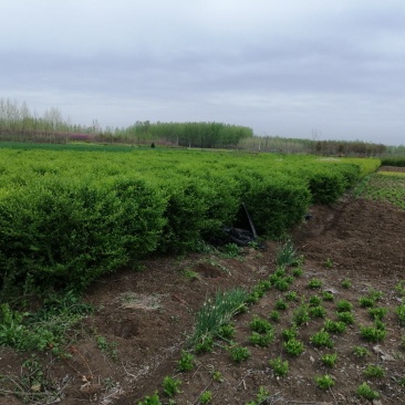优质供应各种规格水蜡球水蜡苗金叶水蜡基地直销价格实惠