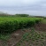 优质供应各种规格水蜡球水蜡苗金叶水蜡基地直销价格实惠