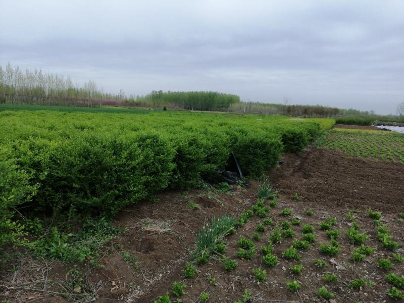 优质供应各种规格水蜡球水蜡苗金叶水蜡基地直销价格实惠
